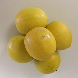 20161020-lemon-harvest