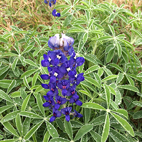 Bluebonnets coming up in the pasture