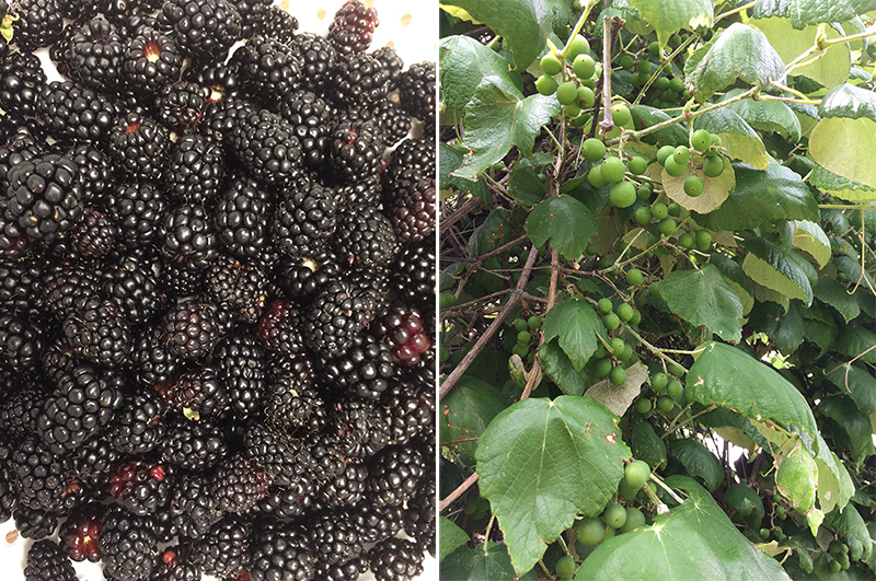 Dewberries and Mustang Grapes