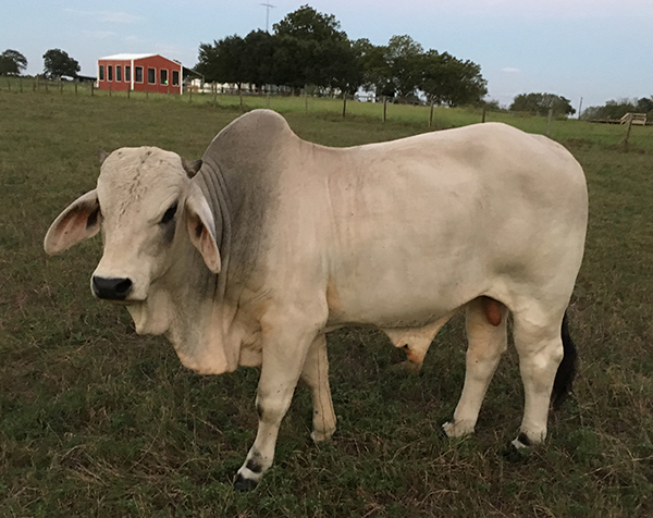 Goshala (Cow Shed) for Rishi